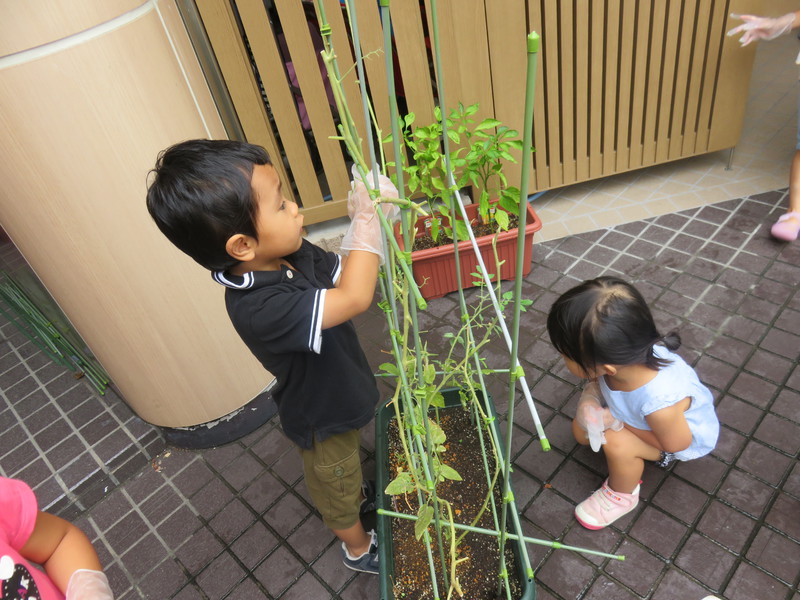 プランターをお片付け✨