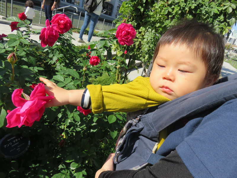 バラに興味津々♪