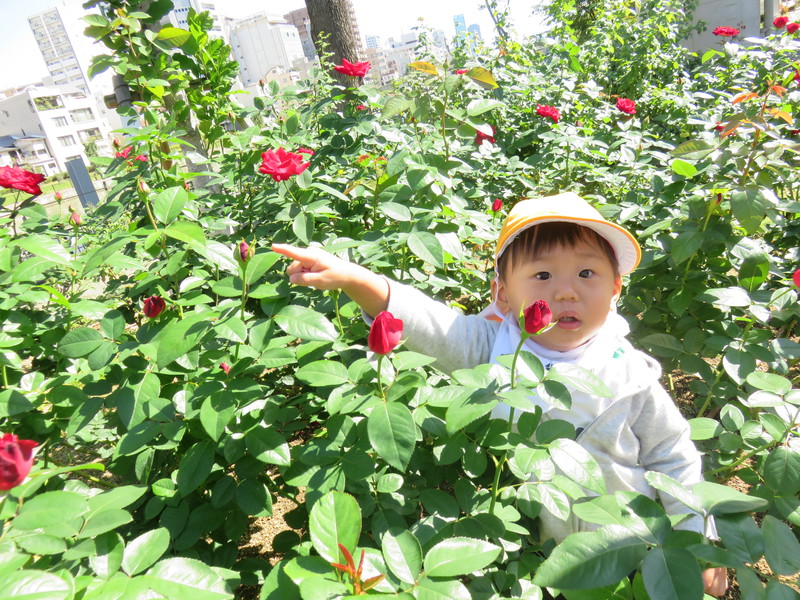 バラいっぱい♬