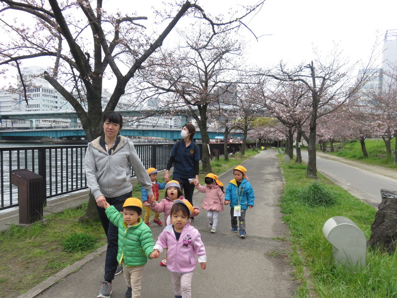 桜きれいだね✨