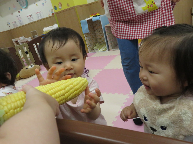 とうもろこしさんはじめまして💛