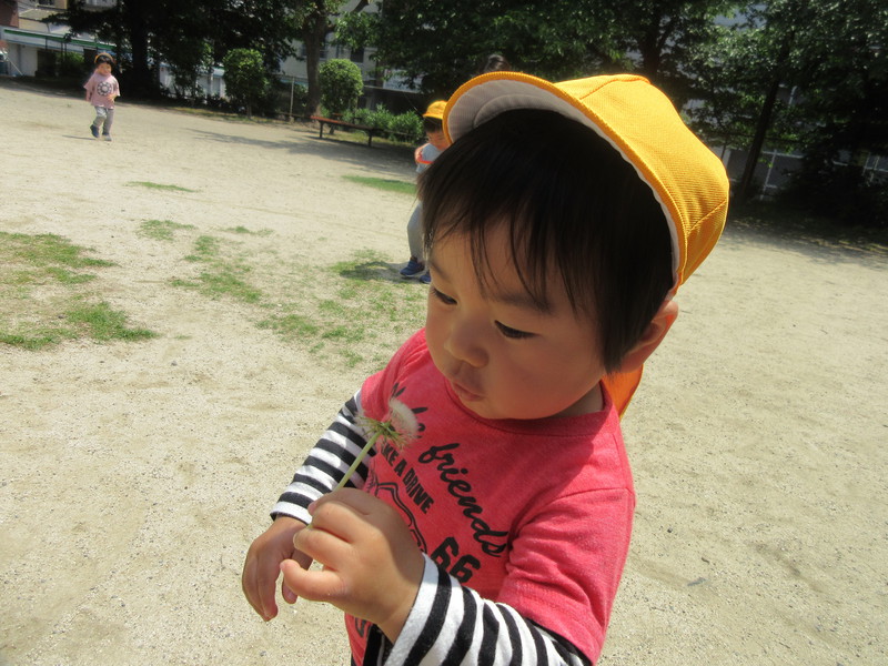 たんぽぽのわたげ。。ふぅ〜