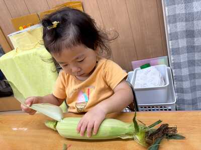  トウモロコシの皮むき中🌽