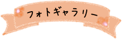 フォトギャラリー
