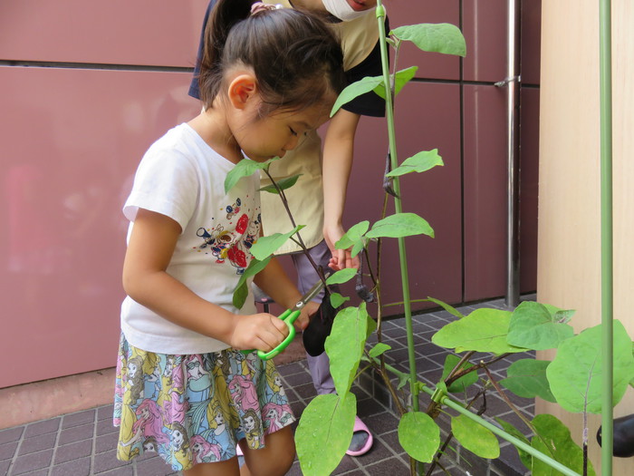 ハサミで切って収穫♪