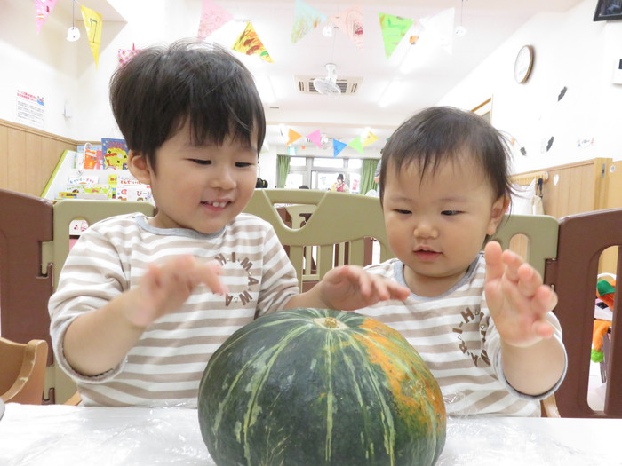 大きなかぼちゃ!