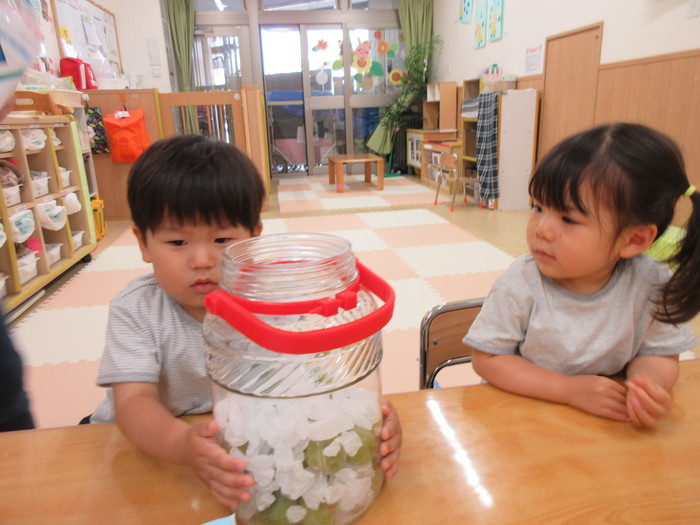 これで梅シロップができるの〜？不思議だね！