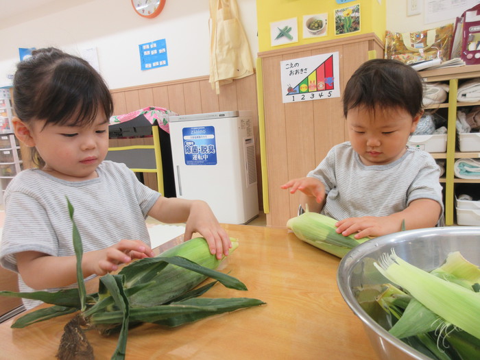 とうもろこしおっきいなぁ🌽