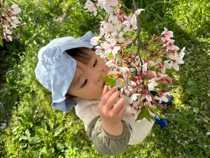 今年も桜が綺麗だね🌸