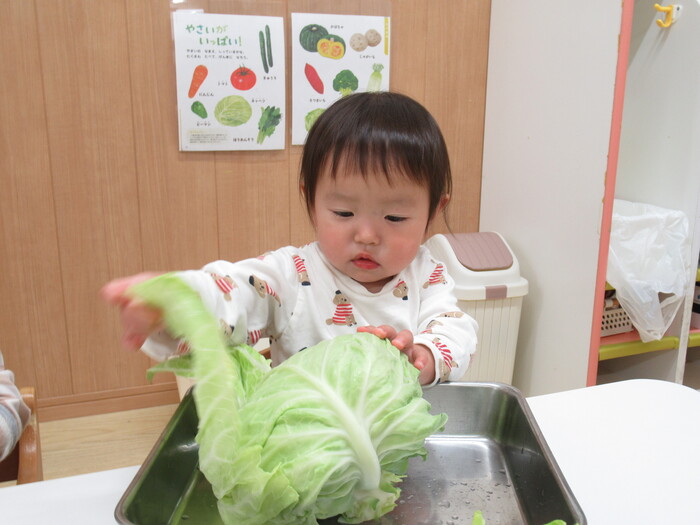 キャベツむきむき〜🥬